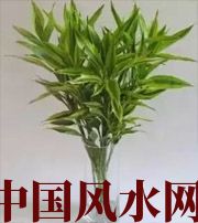 商丘十二生肖养什么植物最旺财运？你知道吗！